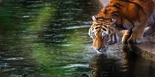 Baixe e use 30,000+ fotos profissionais de wallpaper 4k gratuitamente. 4k Tiger Wallpapers Wallpaper Cave