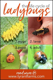 Ladybugs Are Amazing Pets Control Learn All About Their Lifecycle What They Look Like At Varying Stages And How Yo Ladybug Larvae Ladybug Ladybug Life Cycle