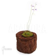 Image result for Genlisea