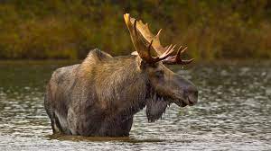 Maybe you would like to learn more about one of these? Maine Moose Season Beginning As Bear Season Winds Down Wgme
