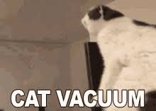 Roomba transport animal gifs gifs funny animals. Download Cat Memes Clean Gif Png Gif Base