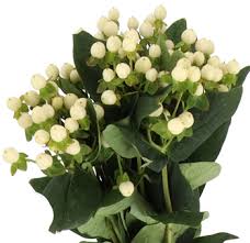 Image result for Hypericum