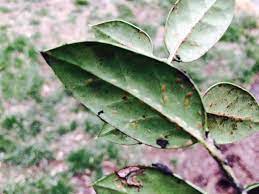 Although sooty mold doesn't penetrate the plant tissues, it can weaken it by blocking sunlight. Powdery Mildew Sooty Mold