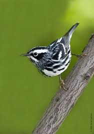 Black And White Warbler Song Pin Auf Szep Madarak