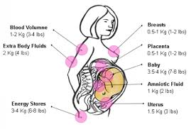 Weight Gain During Pregnancy City Of Toronto