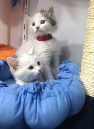 1 5 Aylik Chinchilla Melezi Pamuk Tuylu Disi Yavru Kediler Kedi Kedicik