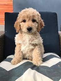 A goldendoodle may be more expensive if one or both the parents came from champion bloodlines. My 8 Week F1b Mini Goldendoodle What Will She Look Like Goldendoodles