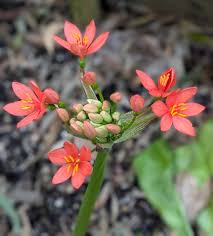 Image result for Scadoxus pole-evansii