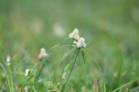 Image result for Kyllinga squamulata