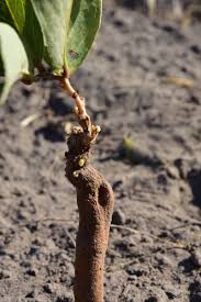 Image result for Strychnos gossweileri