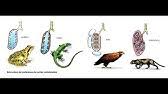 Maybe you would like to learn more about one of these? Animales Que Respiran Por La Piel Youtube