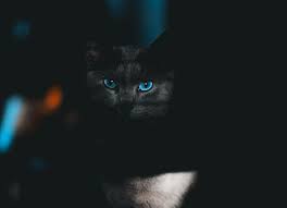 The science behind why your cat's eyes glow in the dark. Why Do Cat Eyes Glow In The Dark Excited Cats