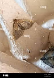 Image result for Eulithis testata