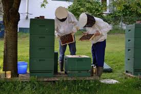 Pin Auf Bienenweide
