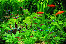 Bagi sebagian jenis ikan, tanaman hidup juga dapat selain hiasan, aquarium yang sehat juga harus terpasang pompa air. Kenapa Tanaman Air Masih Terbatas Untuk Kalangan Pehobi Mongabay Co Id Mongabay Co Id