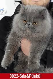 En Sevimli Kedi Sevimli Kediler Kedi Kedicik