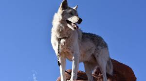 Why This Woman Hates To Hear About Big Bad Wolf Bbc News The one with the the three little pigs, or little red riding hood, or both.