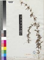Image result for Coccinia sessilifolia