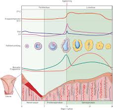 Bland sammen frøene til strøet. Medikamentell Forskyvning Av Menstruasjon Tidsskrift For Den Norske Legeforening