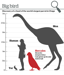 Heracles inexpectatus is a giant fossil parrot species from new zealand, assigned to a monotypic genus heracles, that lived during the early miocene approximately 16 to 19 million years ago. Giant Parrot Discovery Hercules The Unexpected Stalked New Zealand Nz Herald