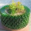 Moreover, it produces mainly through vegetation and releases a few variable seeds. 1
