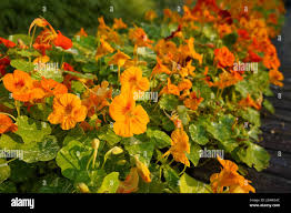 Image result for Tropaeolaceae