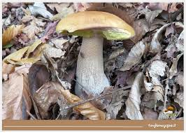 Boletus, boletinus, buchwaldoboletus, chalciporus, gyrodon, gyroporus, leccinum, phylloporus, porphyrellus, strobilomyces, suillus, tylopilus, xerocomus. Funghi Con Le Larve Quali Pericoli Per La Salute Funghimagazine It