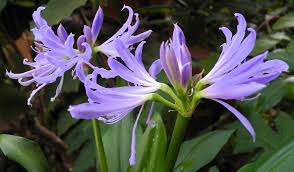 Image result for Paranecepsia alchorneifolia