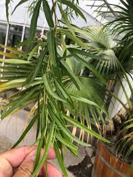 Image result for Searsia pentheri