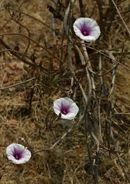 Image result for Ipomoea shirambensis