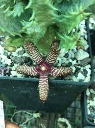Image result for Orbea maculata