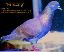 We did not find results for: Daftar Merpati Juara Merpati Balap Dasar Sprint