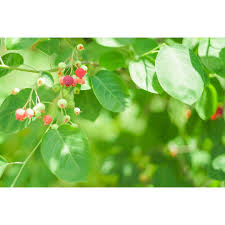 soshunさんはinstagramを利用しています 結び葉 むすびは 木の葉が生い茂って幾重にも重なりあっている様子 ジューンベリーの実が色づいてきました musubiha the leaves are piled in lay plant leaves plants leaves