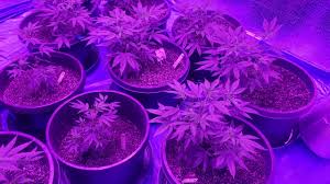 Orders(0) bestva 1200w led grow light full s. Famurs 1500 Watt Led Grow Light First Month Youtube