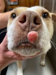 Image result for mastocytoma in dogs