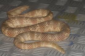 FeatureFriday: Sea snake conservation