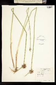 Image result for Schoenoplectiella mucronata