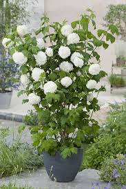 Viorne Boule De Neige Roseum Arbre Arbuste Conifere Jardin Jardiland Viorne Boule De Neige Arbre De Jardin Plante Boule De Neige