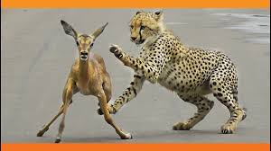 Check spelling or type a new query. When The Cheetah Tries To Eat The Lamb Youtube