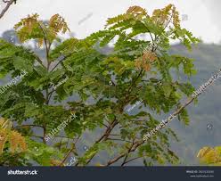 Image result for Brachystegia boehmii