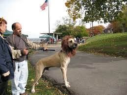 Check spelling or type a new query. Pa Great Dane Rescue At The Parkbark Pa Great Dane Rescue Inc
