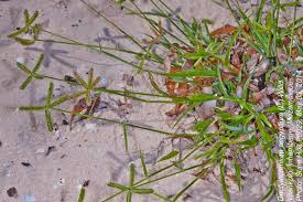 Image result for Dactyloctenium aegyptium