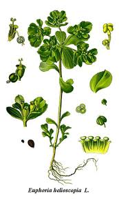 Image result for Euphorbia granulata