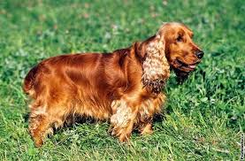 Image result for anglický kokršpaněl