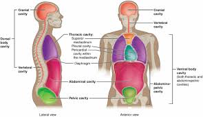 body cavities and organs biology dictionary