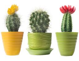 Only certain types of cactus are bad for luck. Lucky Plants To Attract Prosperity Positive Energy And Good Luck Indoors
