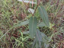 Image result for Pachycarpus lineolatus