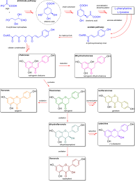 Image result for Uvaria welwitschii