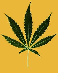 Image result for Cannabis sativa