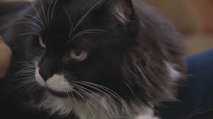 Many people do not know the difference between the two methods or why one might be selected over the other. Oregon Woman Says Cat Detected Her Breast Cancer